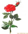 Una rosa per te