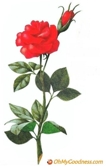: A rose for you