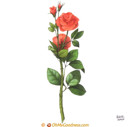 : Una rosa para ti