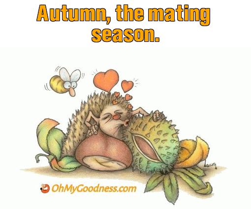 : Autumn, the mating season.