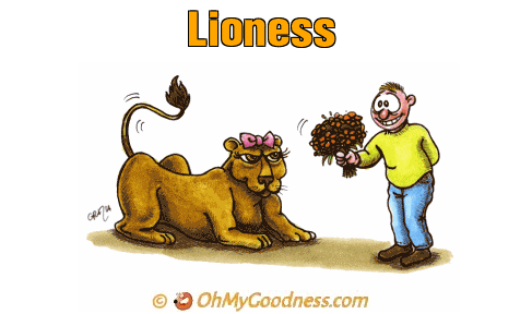 : Lioness