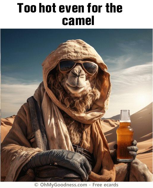 : Too hot even for the camel