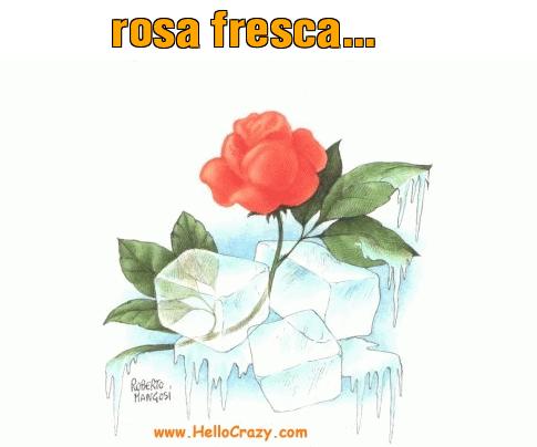 : rosa fresca...
