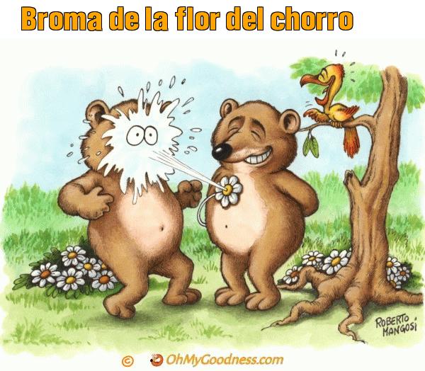 : Broma de la flor del chorro