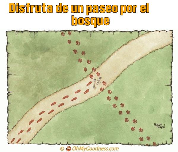 : Disfruta de un paseo por el bosque