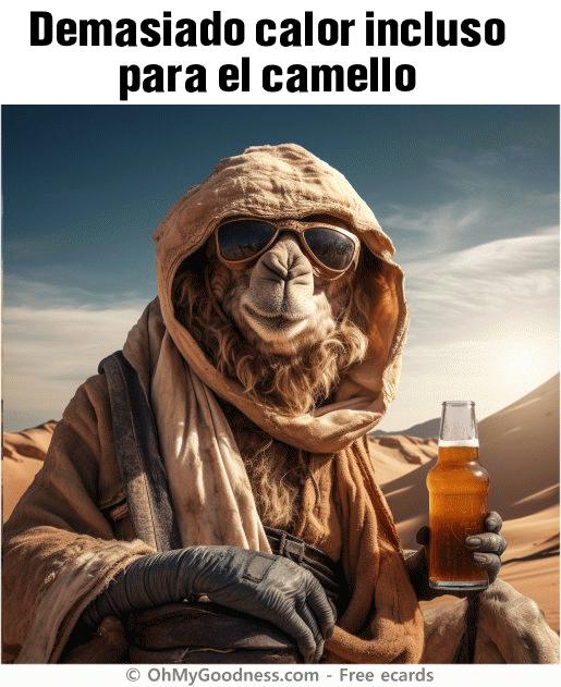 : Demasiado calor incluso para el camello