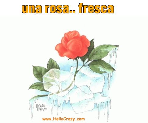 : una rosa.. fresca