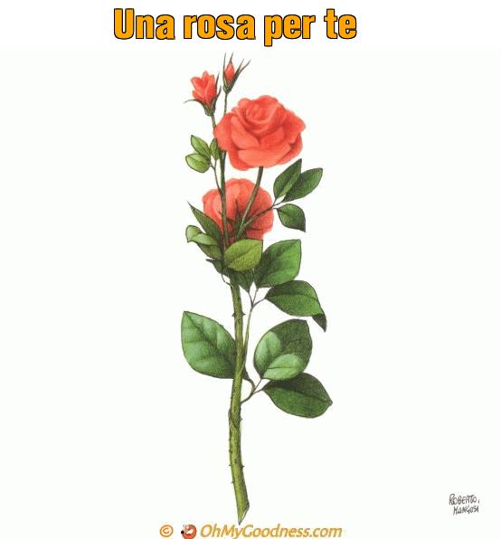 : Una rosa per te