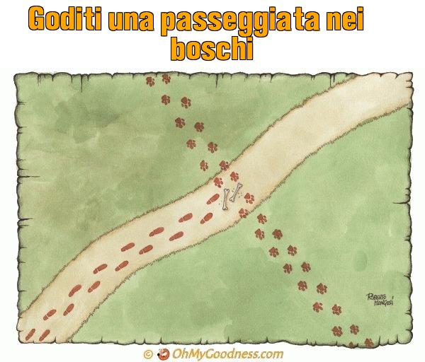 : Goditi una passeggiata nei boschi