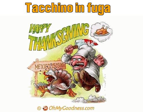 : Tacchino in fuga