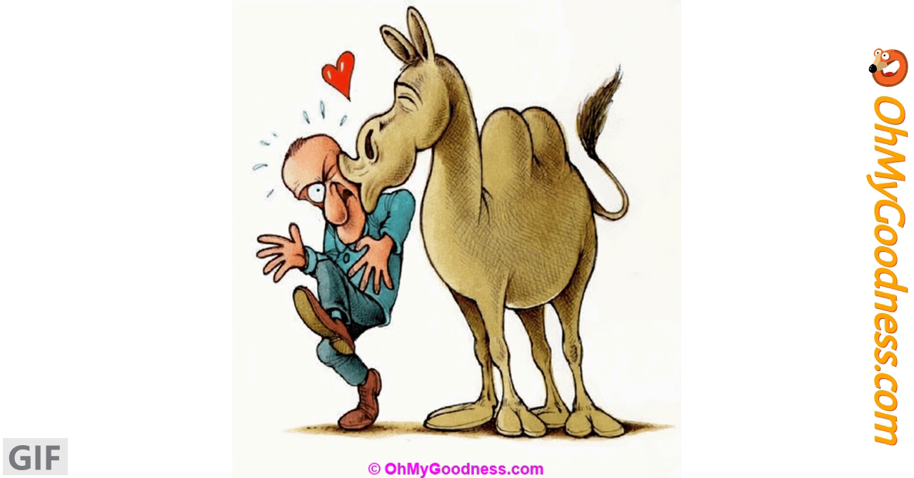 Etiqueta fotográfica:camello sentado | Hippopx, image size:1280x670